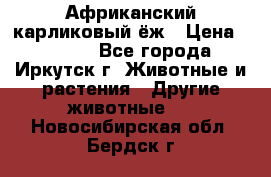 Африканский карликовый ёж › Цена ­ 6 000 - Все города, Иркутск г. Животные и растения » Другие животные   . Новосибирская обл.,Бердск г.
